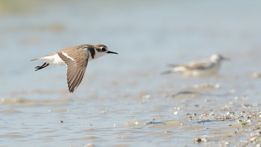 Common Ringed Plover